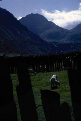 [Sheep, Nant Ffrancon Valley]