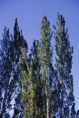 [Poplars]