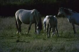 [Horses & foals]