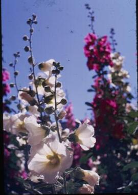 [Pink & white hollyhocks]