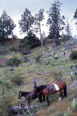 The artists horse with drawings tied to a saddle