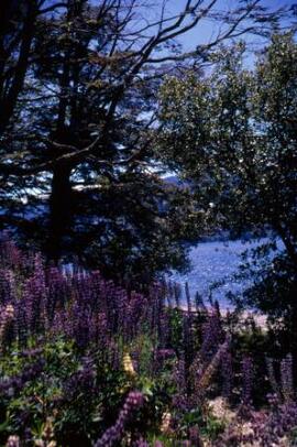 [Wild lupins, lakeside, Los Alerces ]