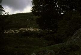 [Sheep, Abergwesyn Pass]