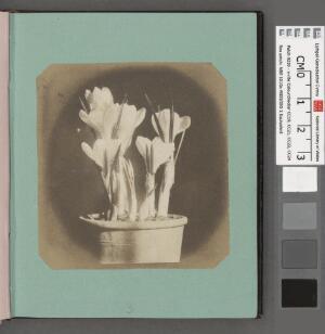 Open original Gwrthrych digidol