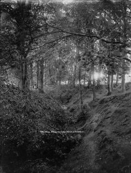 The Dell, Beechwood Park, Newport.