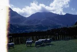[Sheep, Nant Ffrancon Valley]
