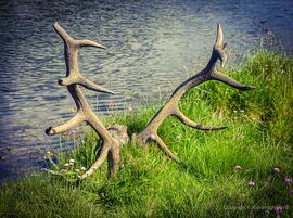 Antlers at Tan-y-bwlch