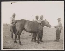 [Five men and a horse]