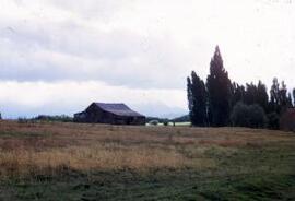 [Barn and poplars]