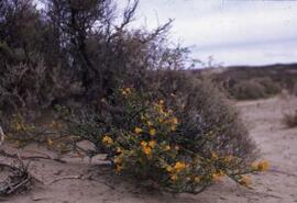 [Desert shrub with yellow flowers]