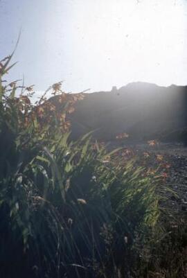 [Skyline, Parys Mountain V]