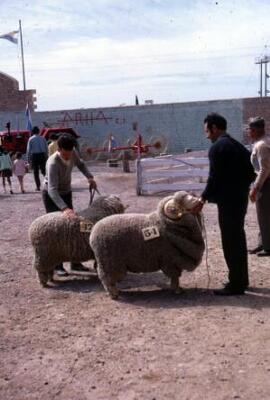 [Merino rams 47 & 54 await judging]