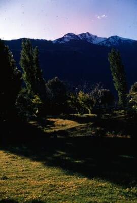 [Poplar trees in evening light]