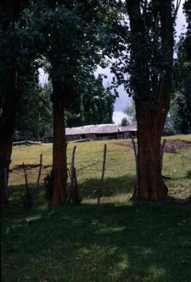 Lichen on a poplar, Cwm Hyfryd