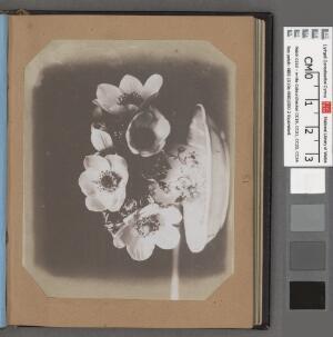 Open original Gwrthrych digidol