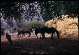 [Ceri Ellis' Horses]