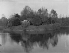 Large Island, Roath Park