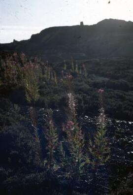 [Skyline, Parys Mountain IV]