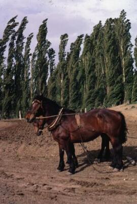 [Two dark bay horses]