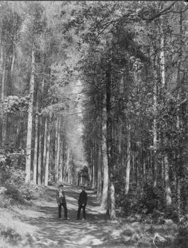 Foxwood Woods, near Newport