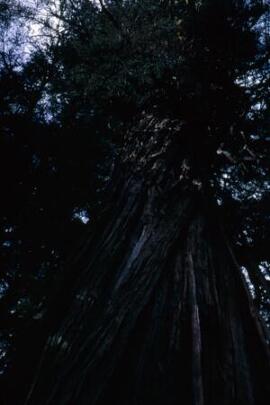 [Trunk of a Fitzroya tree]