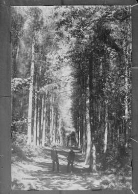 Foxwood Woods, Rhiwderin