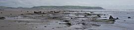 The submerged forest at Borth